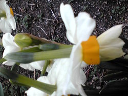 Narcissus 04.jpg